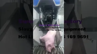 Factory quality pig slaughter line equipment stunning machine for sow abattoir swine slaughter plan