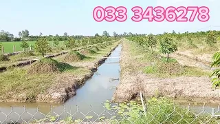 bán 17 công đất đang trồng sầu riêng xã Phú Điền huyện Tháp Mười tỉnh Đồng Tháp giá 330 tr 1.000 m2