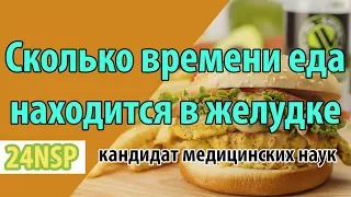 Сколько времени пища находится в желудке? ✓