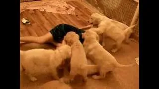 Нападение антидеприсантов. Золотистые ретриверы. golden retriever