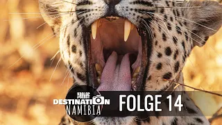 Destination Namibia 🐆 14 - Finale mit Wildkatzen auf Okonjima! 📷 Reisefotografie Doku - Krolop&Gerst