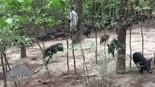 BAD STAMPEDE! 100 Wild Hogs Rush Hunters at Boars All Day. Wild Boar Charge, Insane