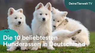 Die 10 beliebtesten Hunderassen in Deutschland