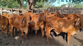 Feira do Gado de Rompe Gibão região de Estrela de Alagoas. AL. nos Domingos Aparti das 7hs