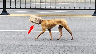 Stray dog Trapped in Bottle, unable to eat, Starving to Death!