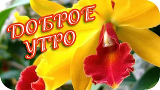 Доброе утро! 🌸 Дарю тебе я орхидею, пусть твое сердечко греет! 🌸 Супер-пожелание 🌸