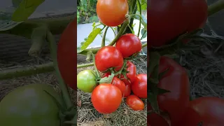 Низенький помідор Загадка   #tomatoes #tomato #томат #помідори  #ukraine #город #garden #сад  #дача