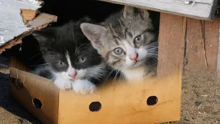 Kittens living on the cutest street | Feeding stray cats