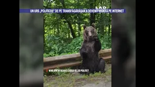 Un urs „politicos" de pe Transfăgărășan a devenit vedetă pe internet - 3 august 2023
