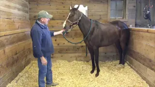 Equine Bodywork for Poll Area Tightness