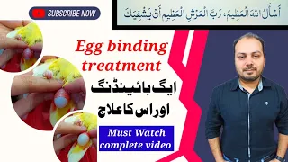 Egg binding Treatment | Egg binding lovebird | Welcome Aviary