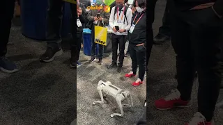 Meet the Unitree Go1 robotic pet dog as seen at CES 2023