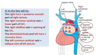 Embryology of the Heart - Sinus Venosus (Dr. Ahmed Farid)