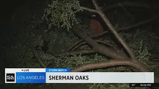 Toppled tree blocks road in Sherman Oaks, trapping residents living on other side