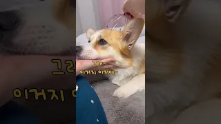 동거인표 마사지 | 별로다 | #shorts #corgi