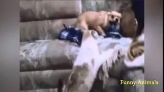 FUNNY ANIMALS MAY 2014 Awesome!!!