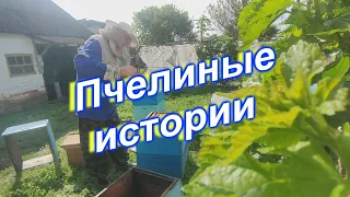 Пчелиные истории