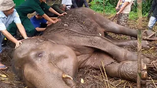Gajah Sekarat di Kebun Binatang Bandung Akhirnya Mati