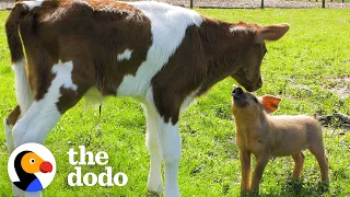 Calf And Piglet Who Fell In Love On A Roadtrip Are Still Inseparable 4 Years Later | The Dodo