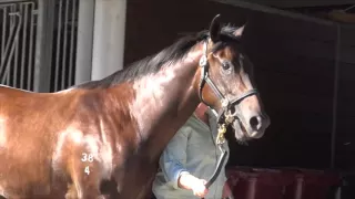 2016 Inglis Easter Lot 186 Street Cry x Assertive Guest Filly To Be Trained By John Moloney