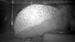 #hedgehog makes squeaking noises 1:33am 110516