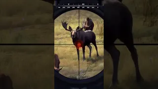 Heart shot Moose 300 win mag