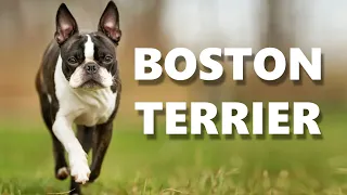 BOSTON TERRIER DOG BREED - Get to know the AMERICAN GENTLEMAN