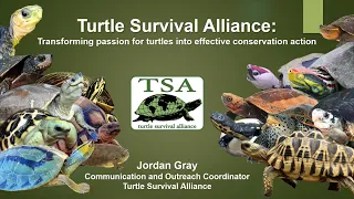 Transforming Passion for Turtles into Effective Conservation Action