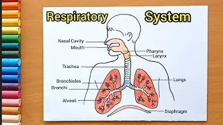 Easy Respiratory System diagram drawing | How to drawing respiratory system