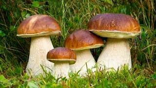 Білі гриби далеко в горах. Смерекові осінні білі гриби Карпат.