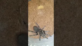 chillian rose tarantula feeding. takedown superworm. #rose #tarantula #trending #subscribe