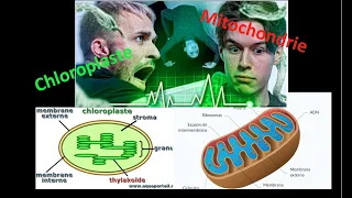 Mais que sont vraiment les chloroplastes et les mitochondries ? (réponse à la vidéo de Squeezie)