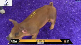 LOT 34 51-6 - Fall In Line Pig Sale - April 26, 2024