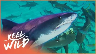 Is The Shark Population Under Threat? | The Blue Realm | Real Wild Documentary