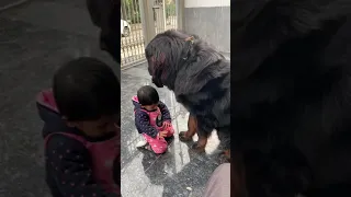 tibetan mastiff big dog love baby