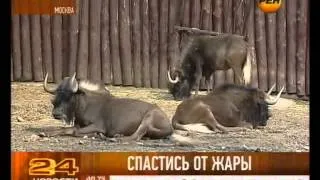 Спастись от жары