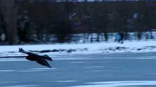 Crow flying