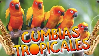 TROPICALES MIX PARA BAILAR EXITOS🎶CUMBIAS TROPICALES 2023💃🔆JUNIOR KLAN,LOS KARKIS,ACAPULCO TROPICAL