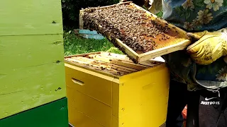 Нет матки в улье Что делать? Пчеловодство 2020