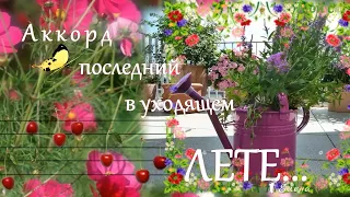 Аккорд последний в уходящем лете ...  Мой сад...   Музыка Сергея Аверьянова