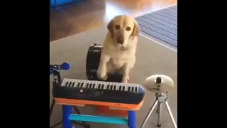 Dog Plays Instruments...