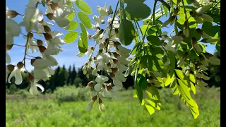 Acacia flowers - how to cook them/ ROBINIA PSEUDOACACIA