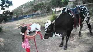 Boi obedece aos comandos de uma garotinha de 5 anos ( Boiadeiro compositor tel: (61) 9 8418-2285)