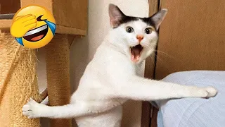 Cats acting too funny