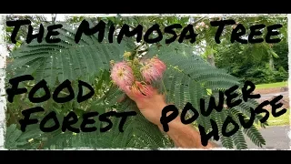 One Of The Best Beneficial Trees For Your Food Forest |  Mimosa Tree