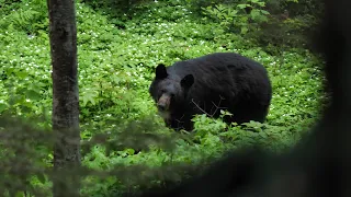 DEUX ours noir au Nouveau-Brunswick | Roadhunt - Saison 4 Épisode 1