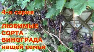 ч  4. ОБЗОР любимых СОРТОВ ВИНОГРАДА в ПОДМОСКОВЬЕ. Вкусы нашей семьи