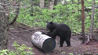 2018 archery Black bear hunt 274LBS!!