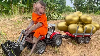 Monkey baby BonBO Drives Pool Opens GOlden Eggs With Puppy in the garden,Cute Animals Islands