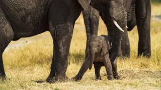 A Cute Newly Born Baby Elephant Struggles To Stand Up.